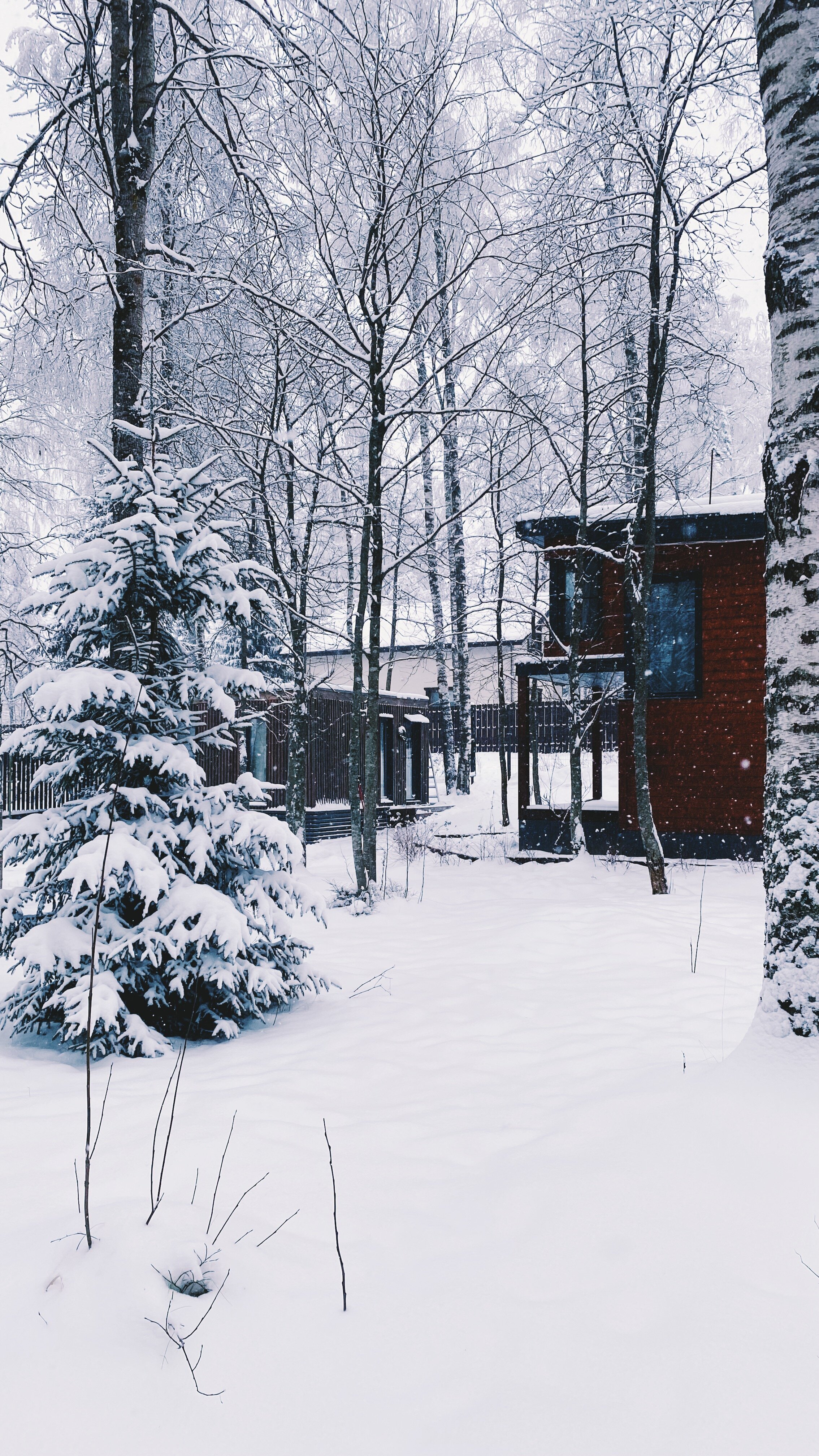 Фото Черника