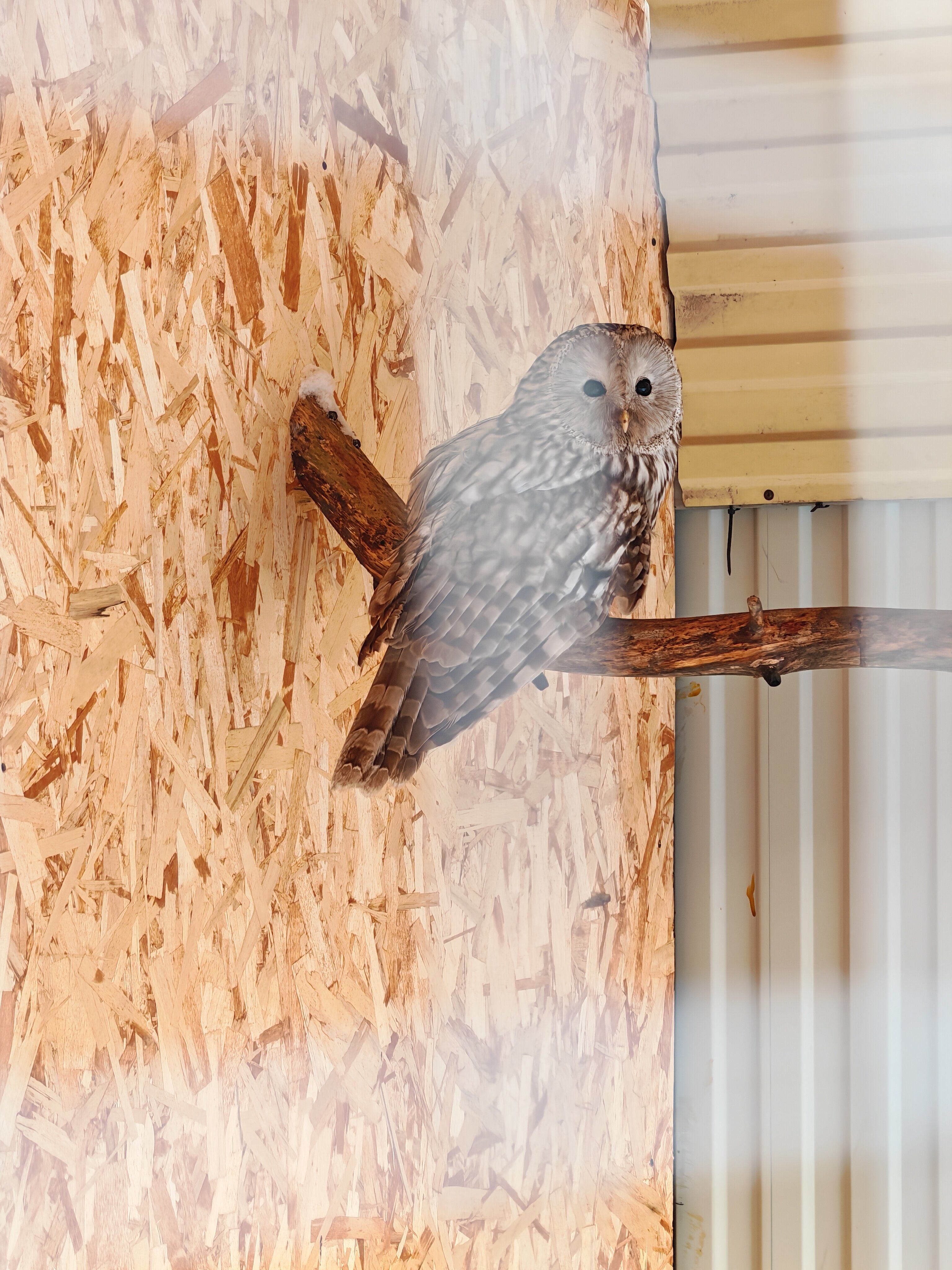 Фото Совушка