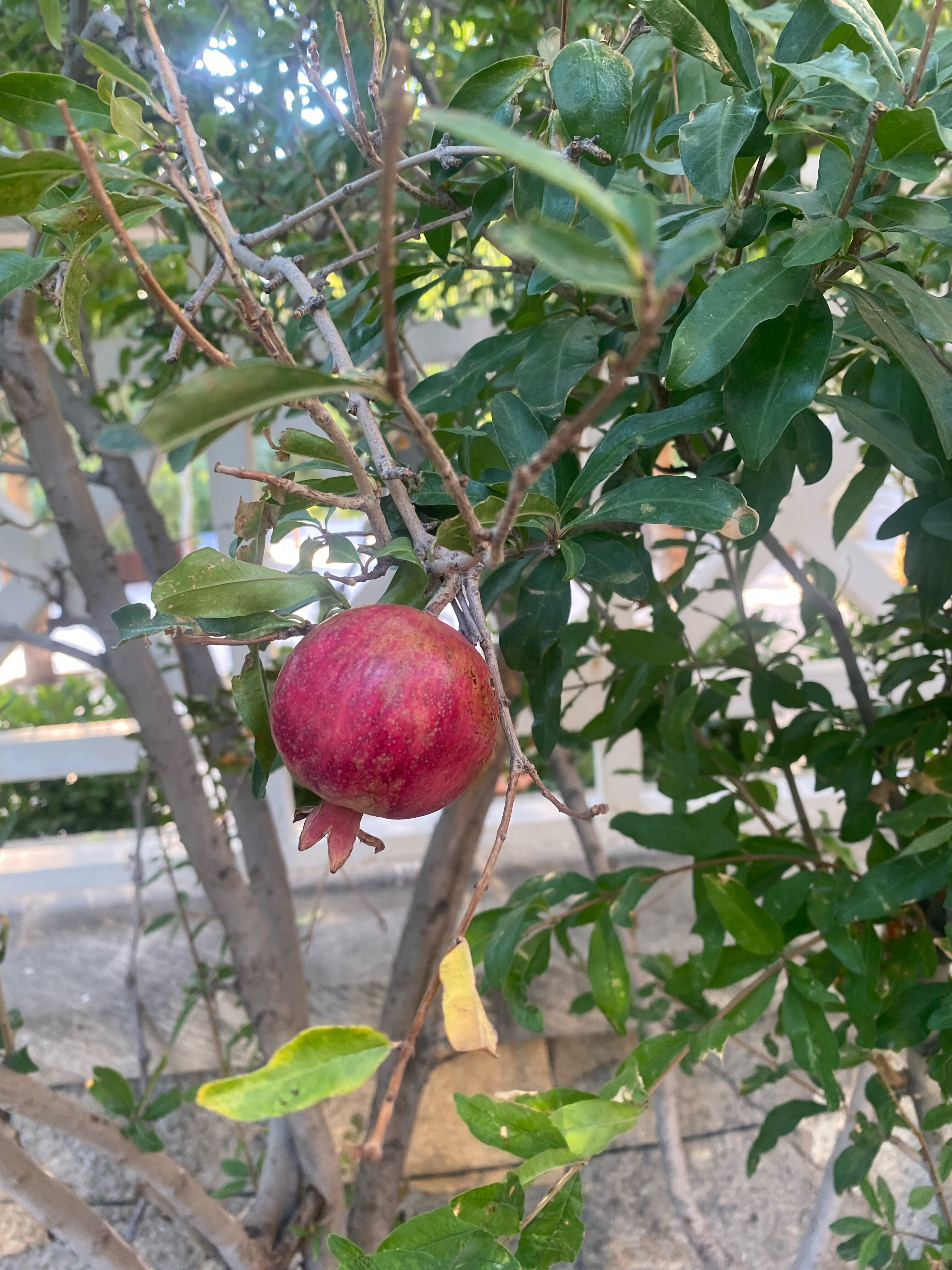 Фото Bilgah Beach Hotel