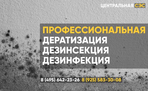 Киска аюдан күшті