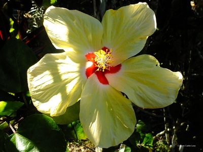 Фото Cabinas Caribe Luna