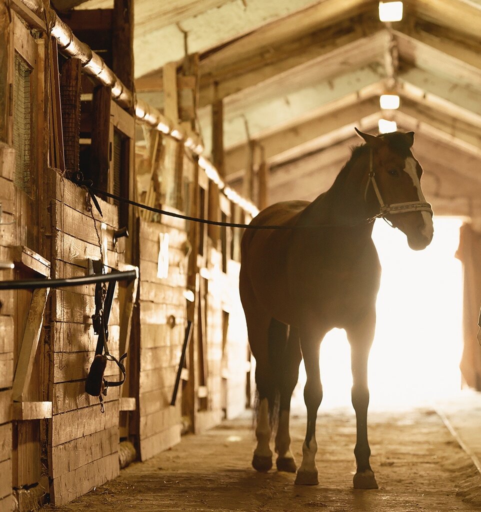 Shumakers at the stable