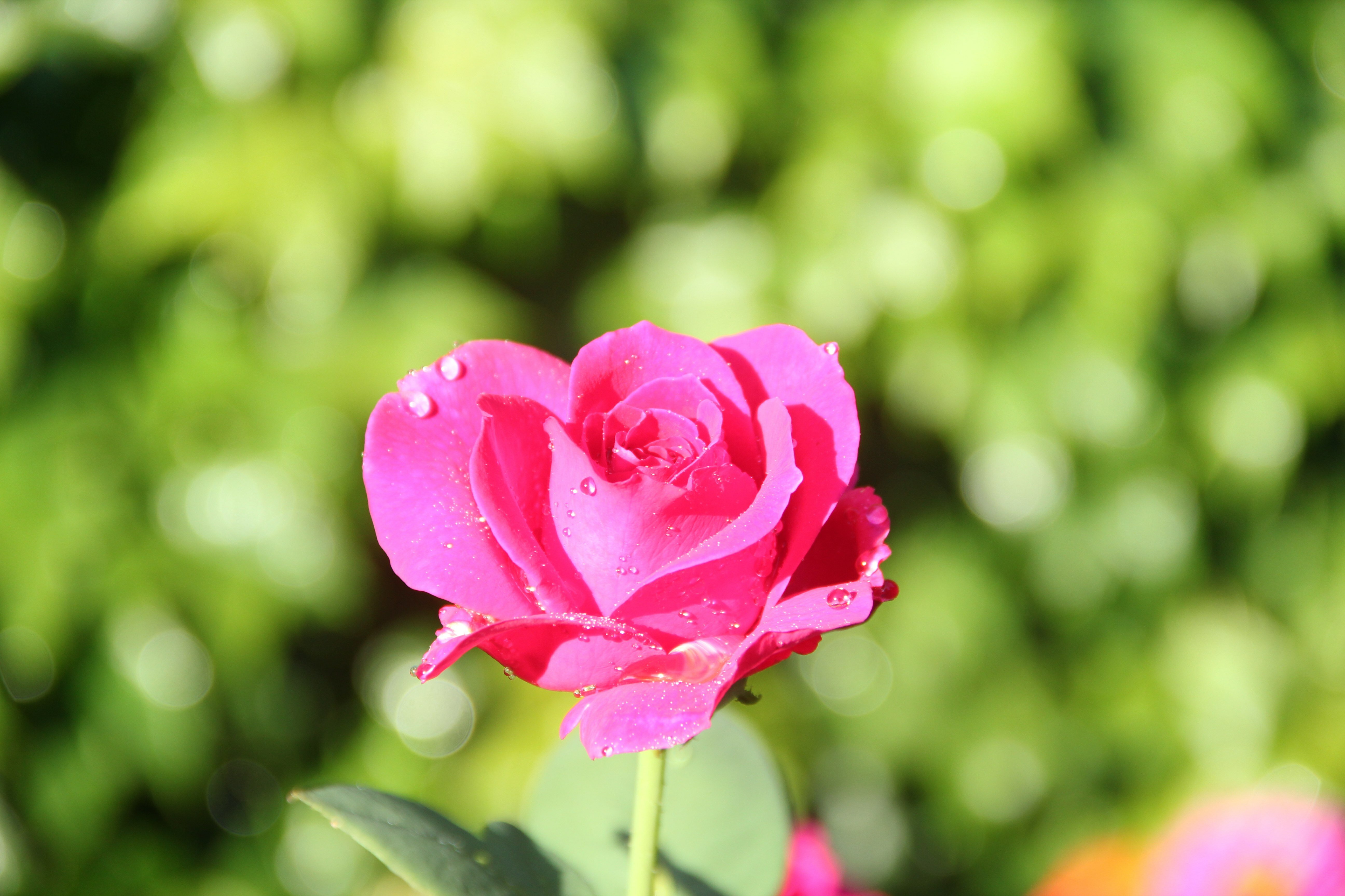 Фото Симеиз тур