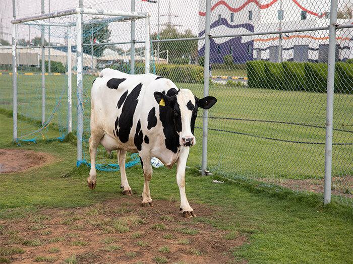 Dairy products wholesale Al Ain dairy farm, Sharjah, photo