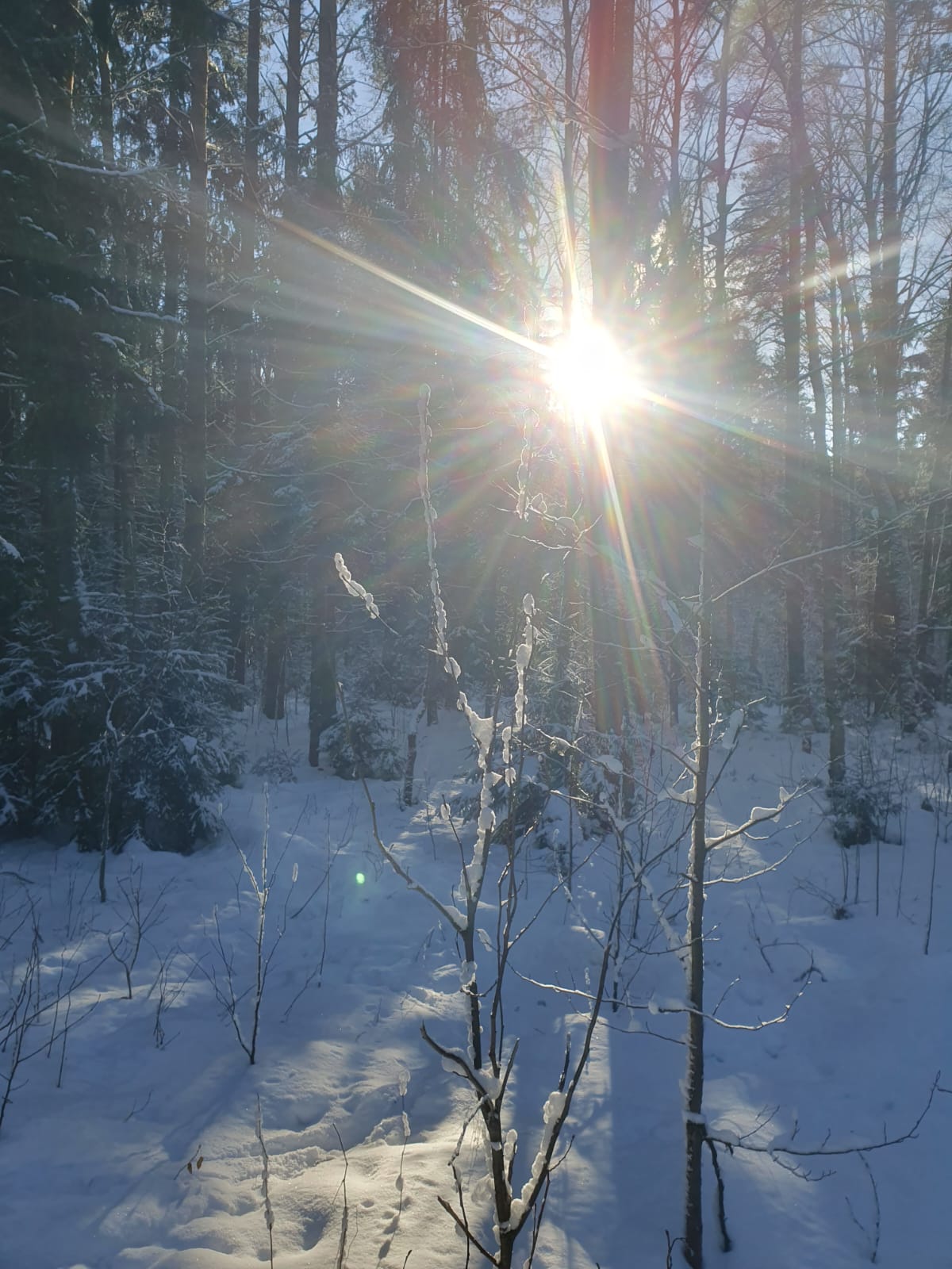 Фото Домик в Разливе