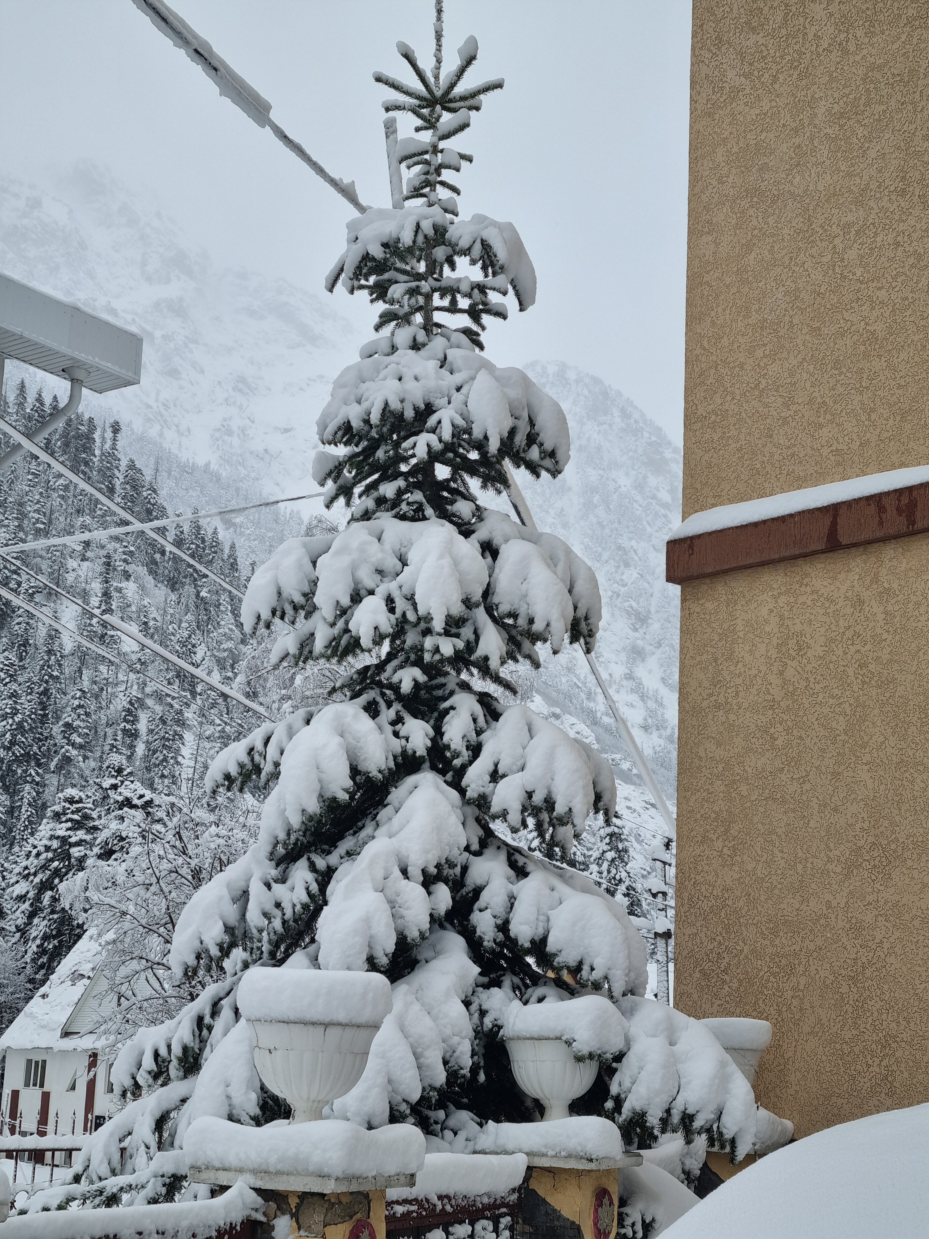 Фото Старый Клён