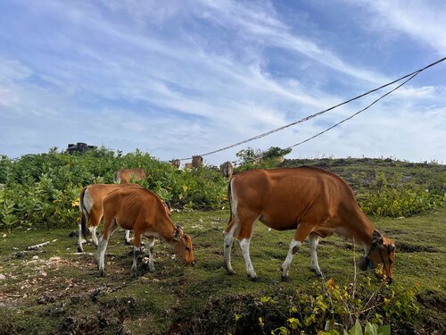 Внешний вид отеля Flower Bud Bungalows в Джимбаране, фото 5