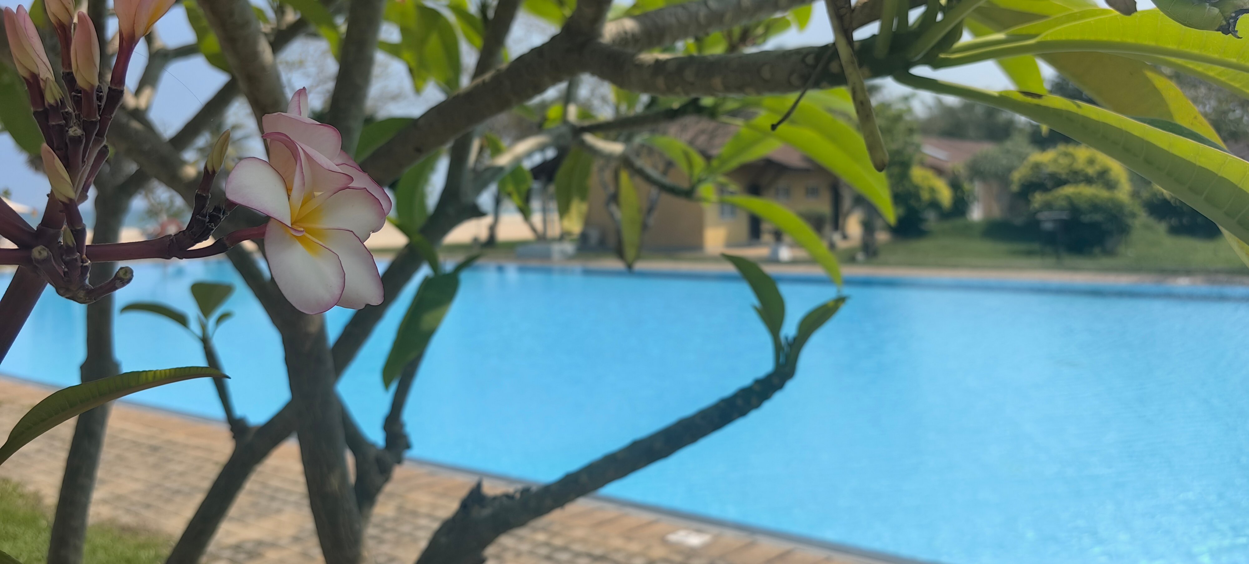 Фото Amethyst Resort Passikudah
