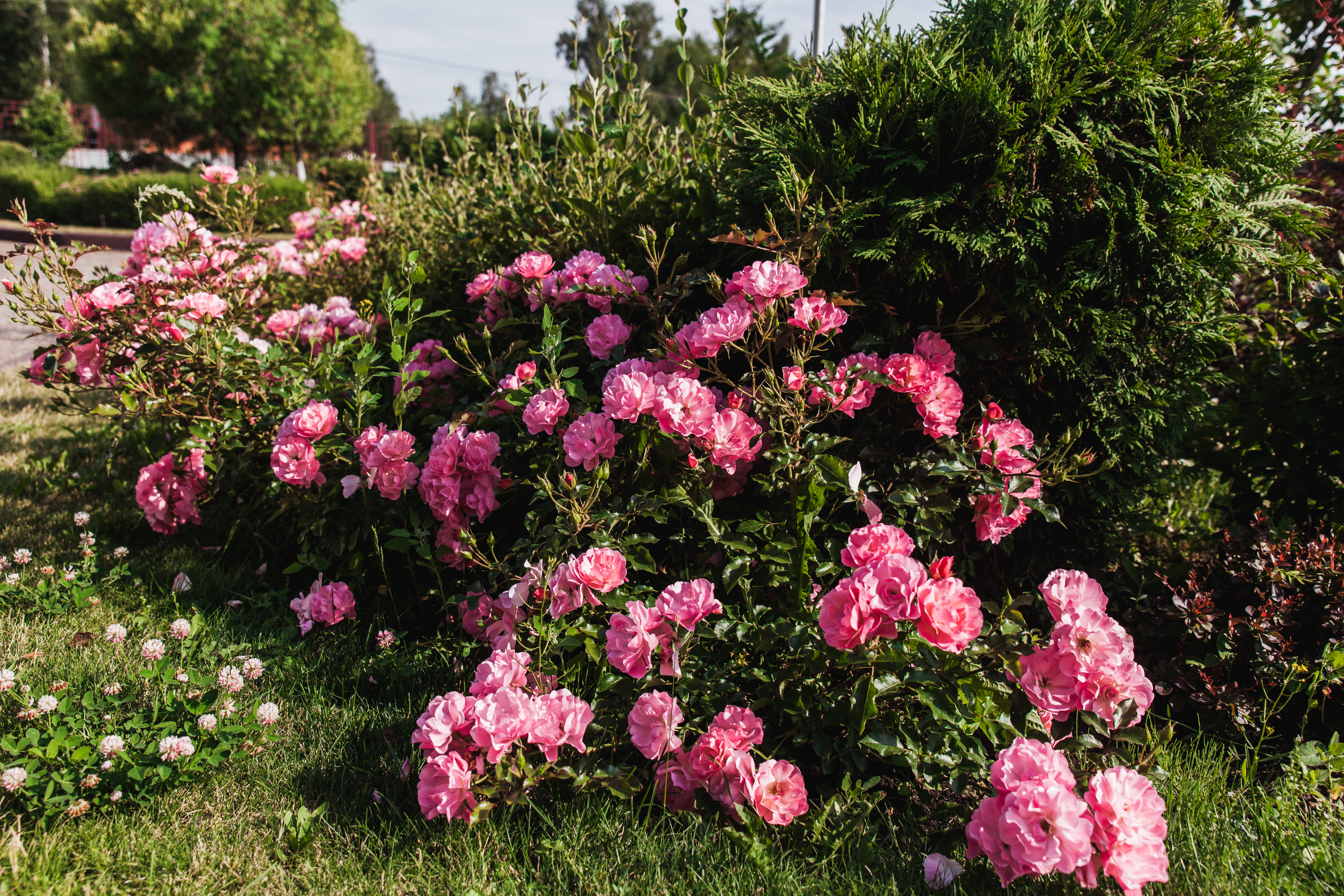 Фото Загородный клуб Ольховка