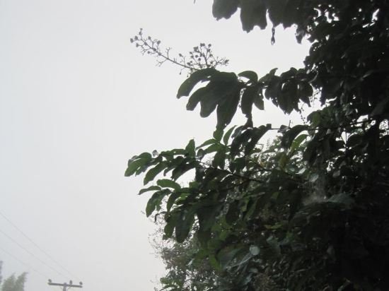 Фото Le Mont Resort