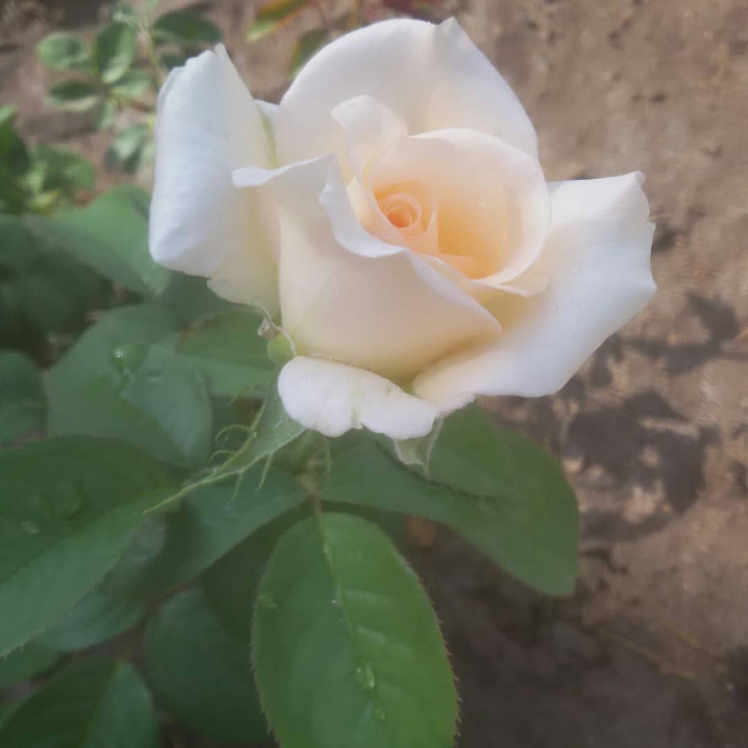 Фото В гостях у бабы Поли