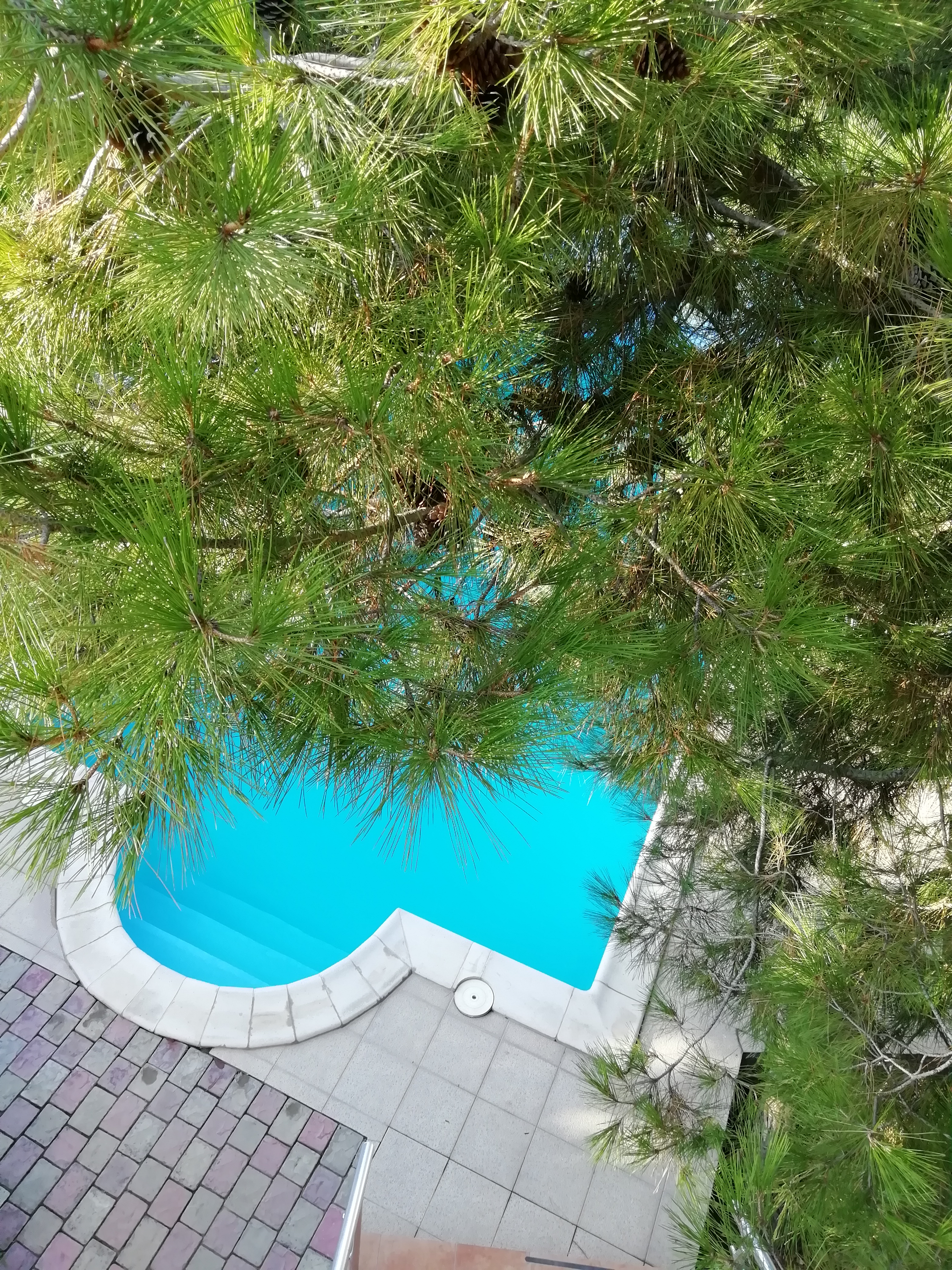 Фото Афалина