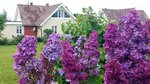 Lyudmila Krasnoperova Lilac Garden (derevnya Staroye Martyanovo, Raketnaya ulitsa, 35А), landscape design