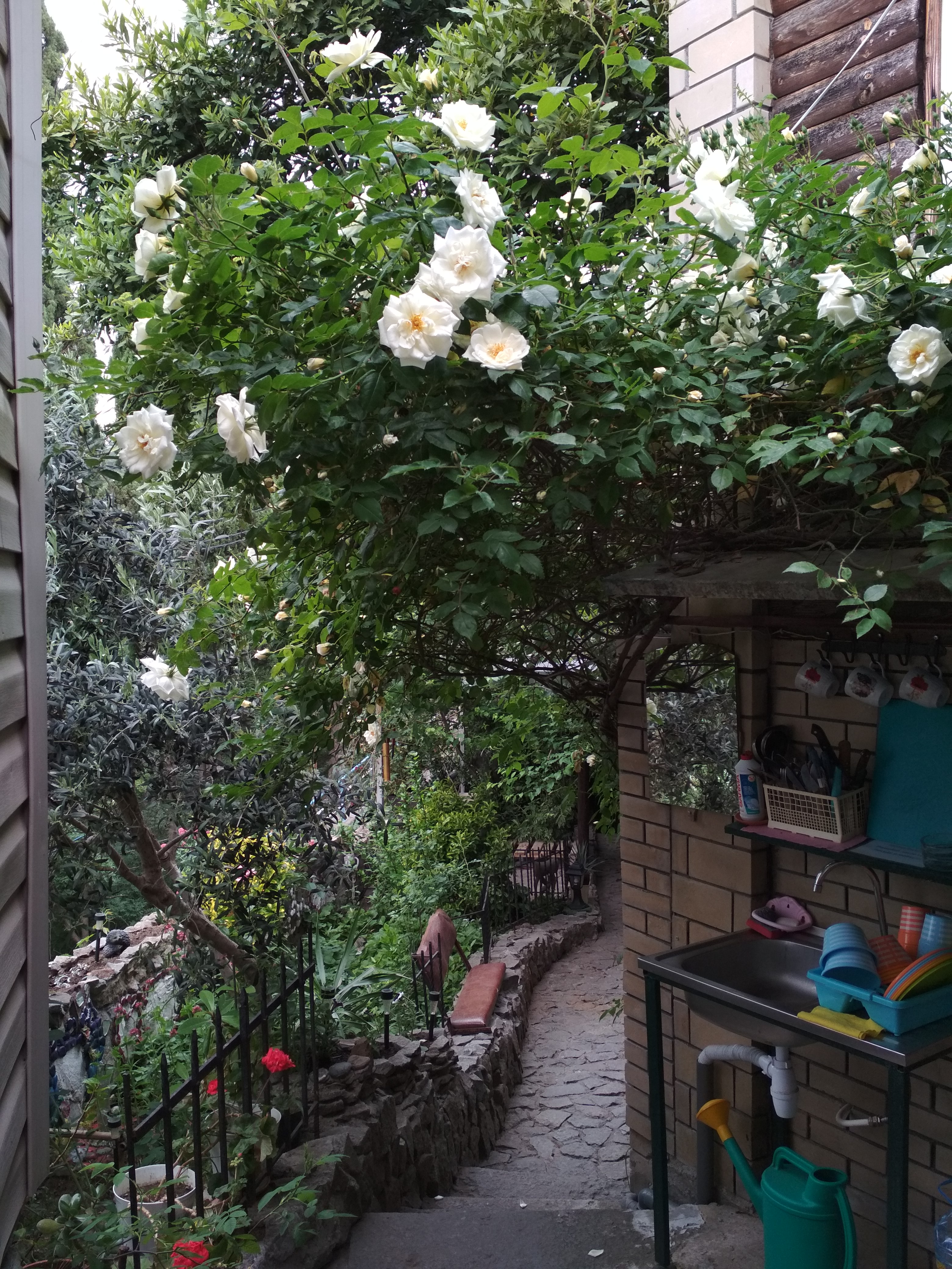 Фото Ласточка