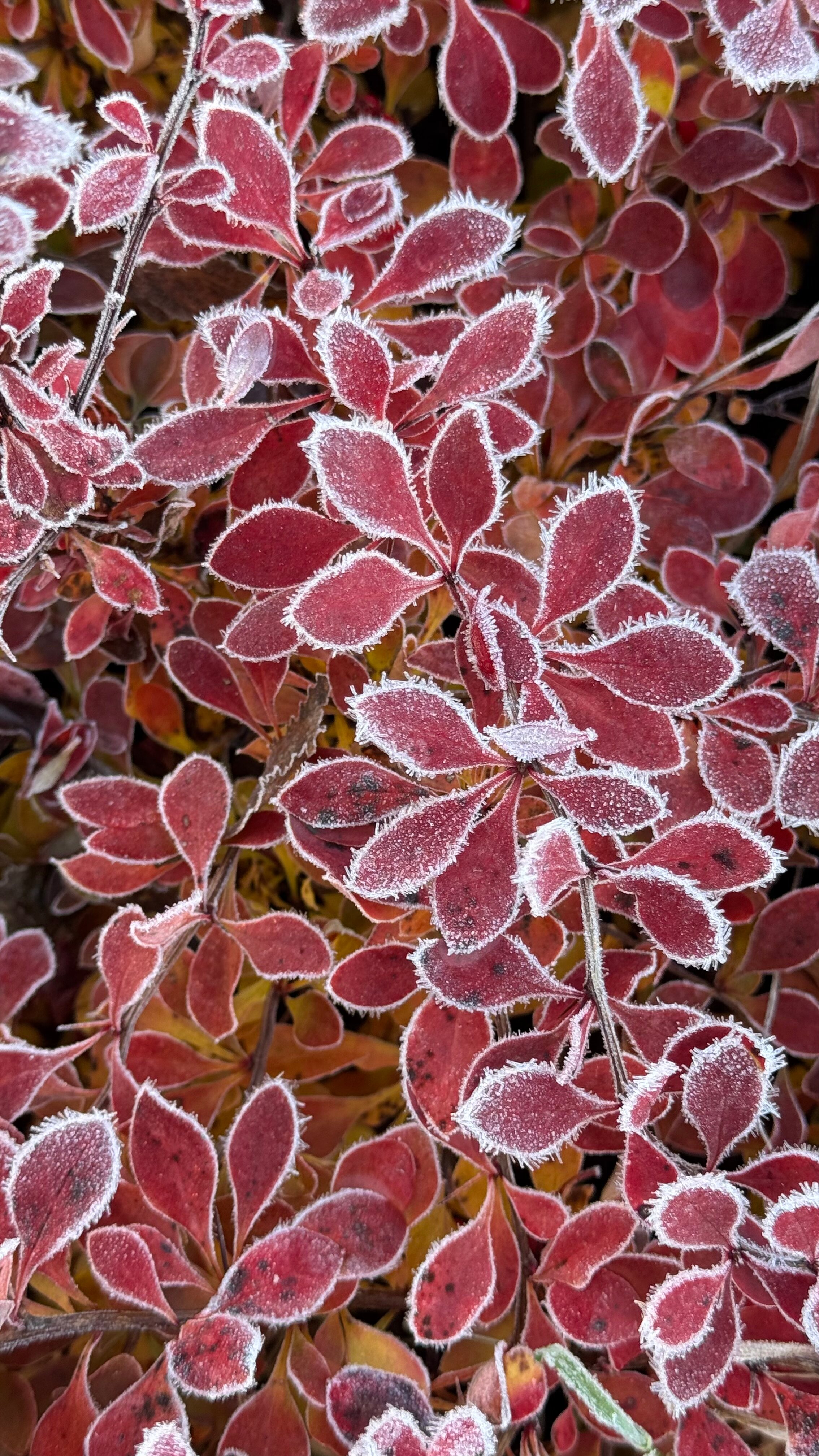 Фото Дом отдыха Зеркальный