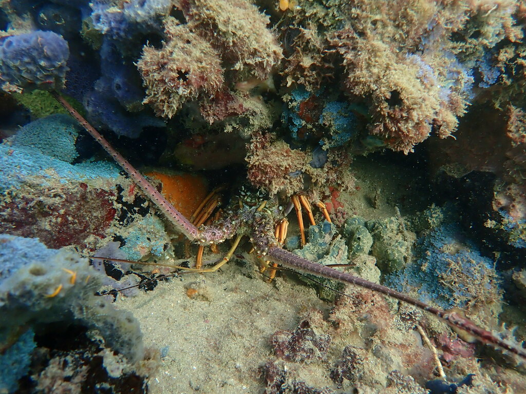 Sports and entertainment center Mundial Scuba Escola e Operadora de Mergulho, Salvador, photo