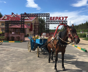 Беркут