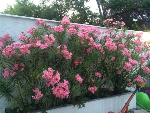 Фото Константа