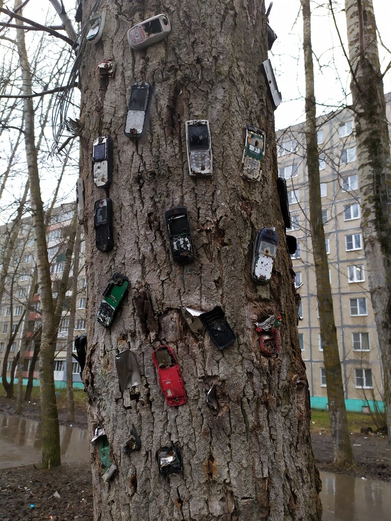 Достопримечательность Чудо-дерево, Переславль‑Залесский, фото