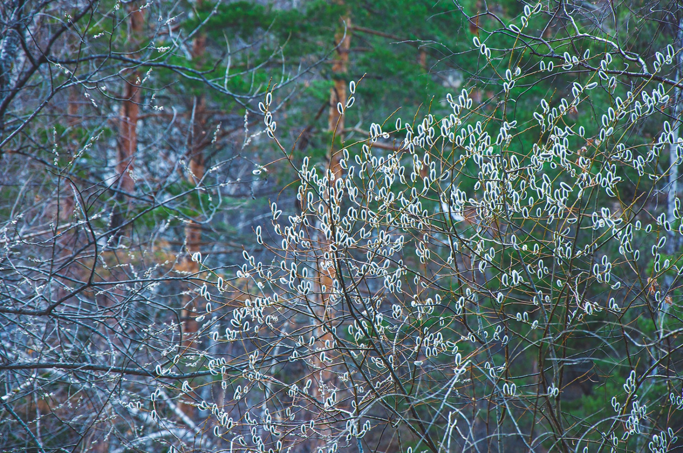 Фото Старые друзья Белокуриха
