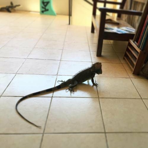 Хостел La Posada в Провинции Пунтаренас