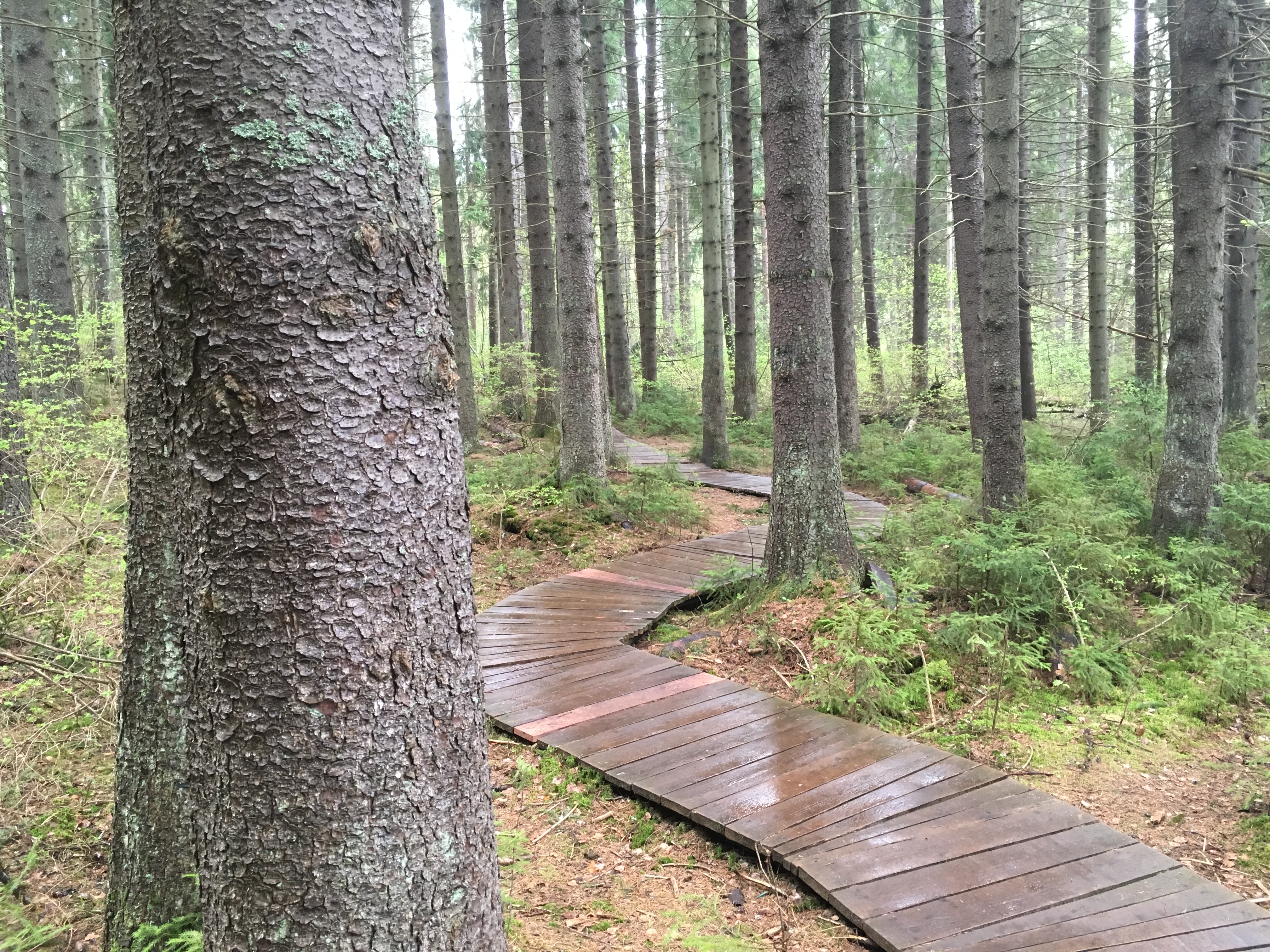 Фото Комарово