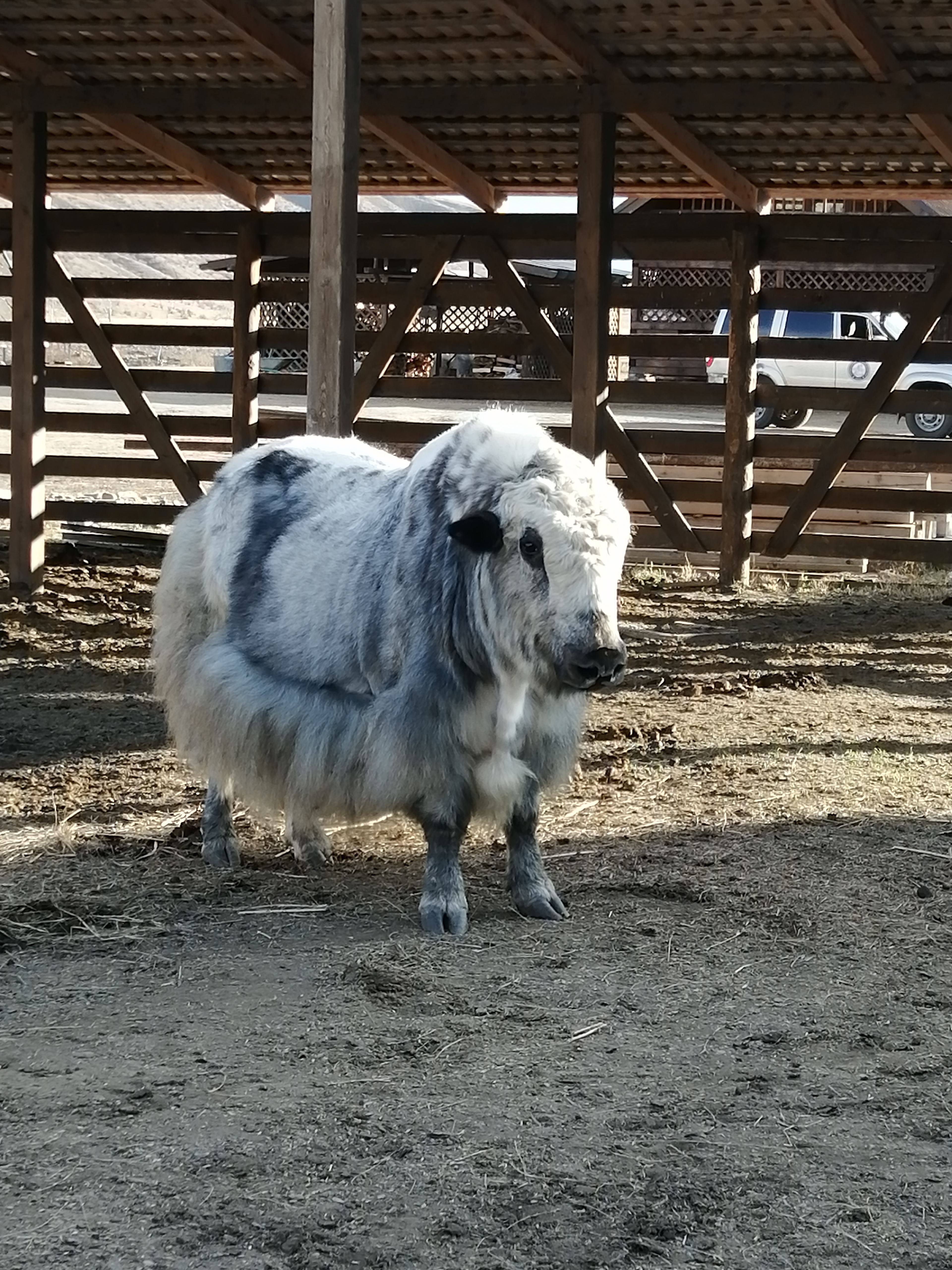 Фото Инегень