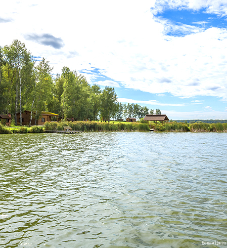 Фото Белая цапля