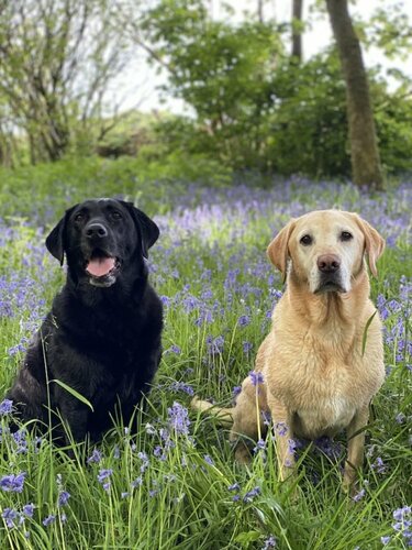 Гостиница Talybont B&b в Графстве Гвинед
