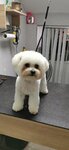 Цирюльня для собак (Karl Marx Street, 73), pet salon