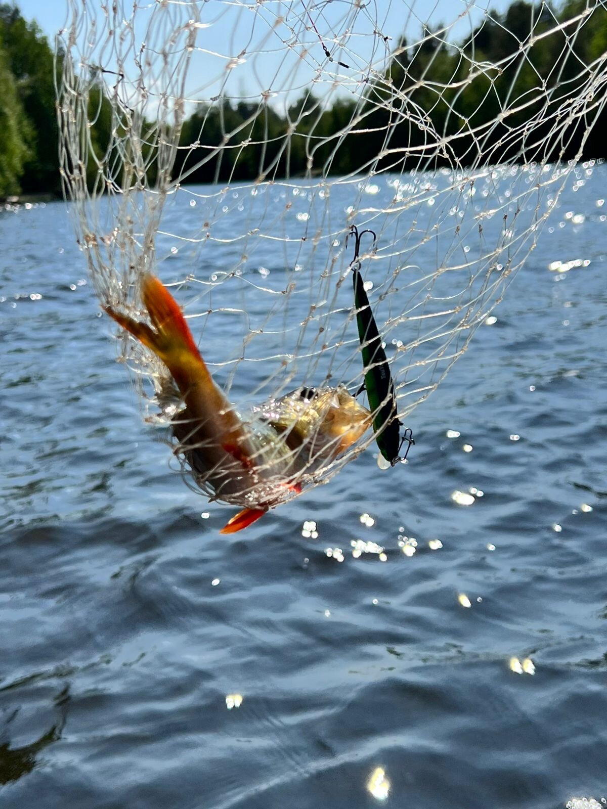 Фото Kodi järvi