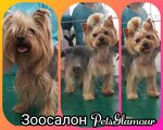 Pets Glamour (Visherskaya Street, 1к2), salón de mascota, peluquería de animales
