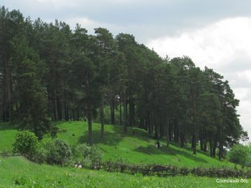 Фото Сосновый Бор