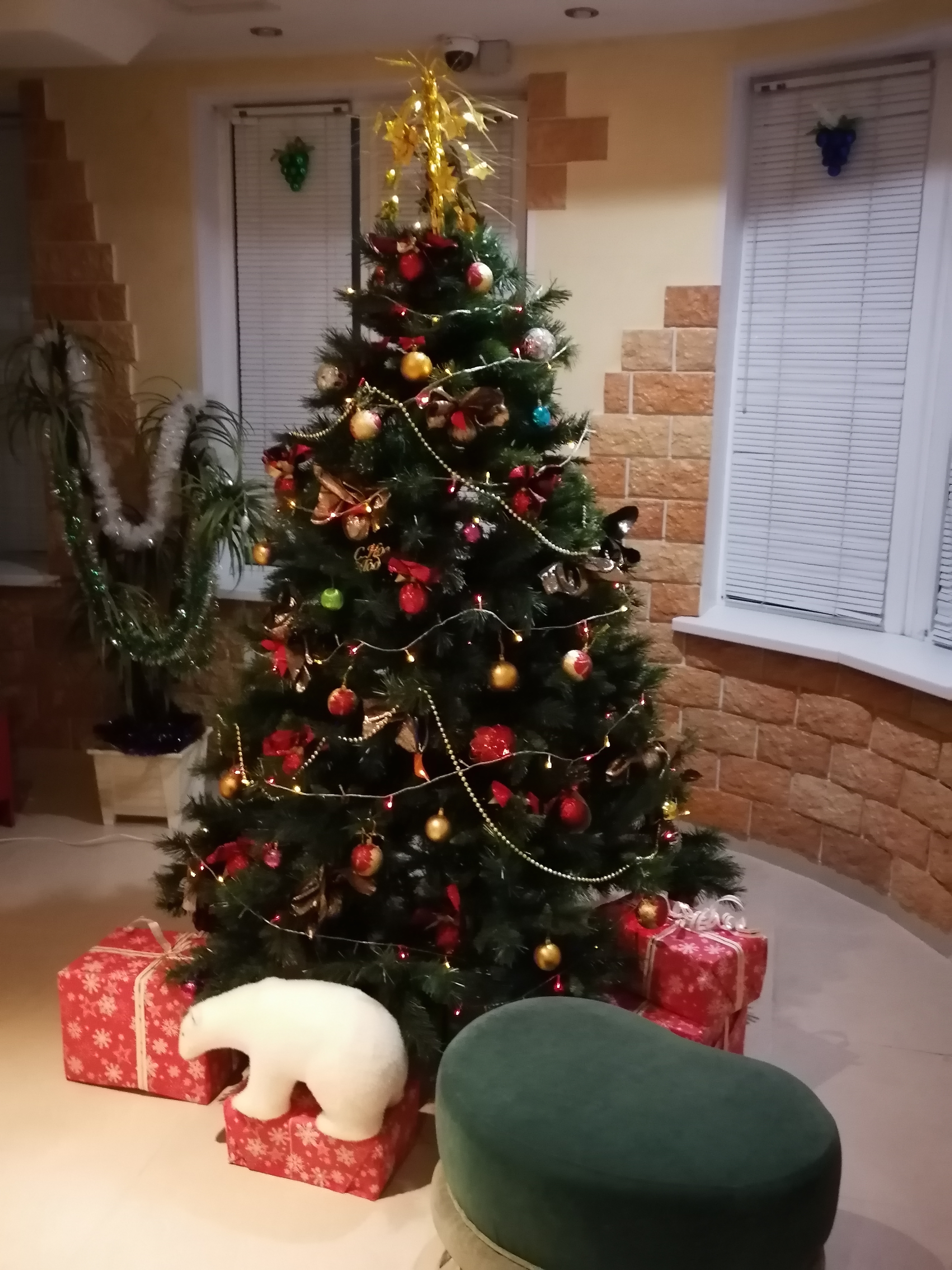 Фото Березка