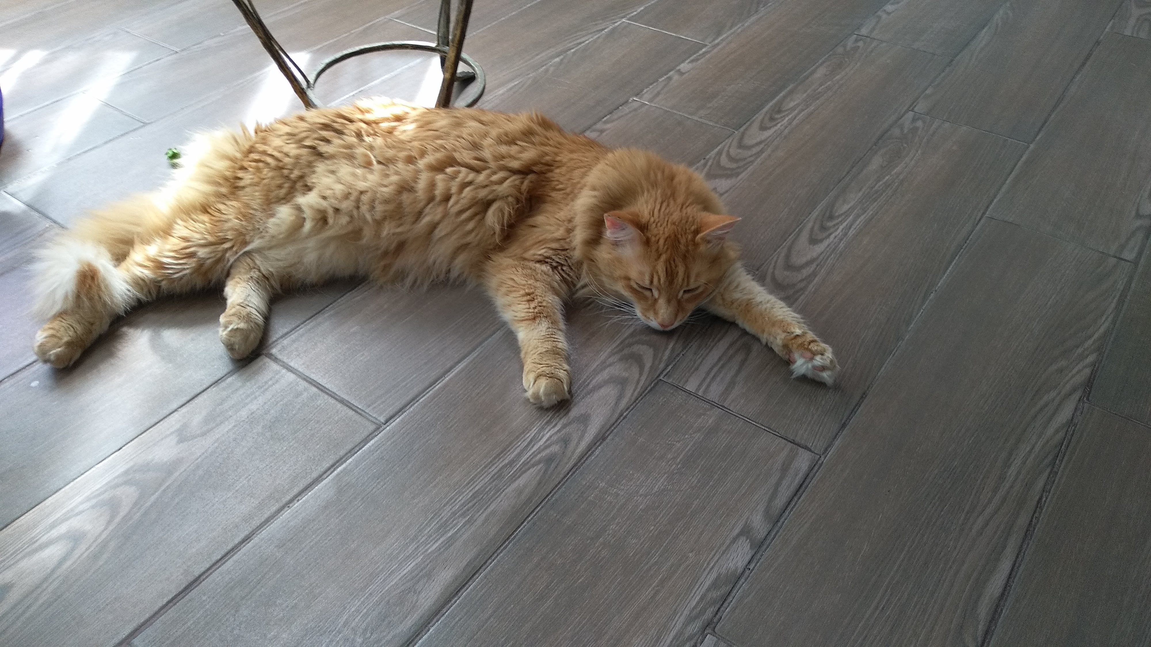 Фото Эдельвейс