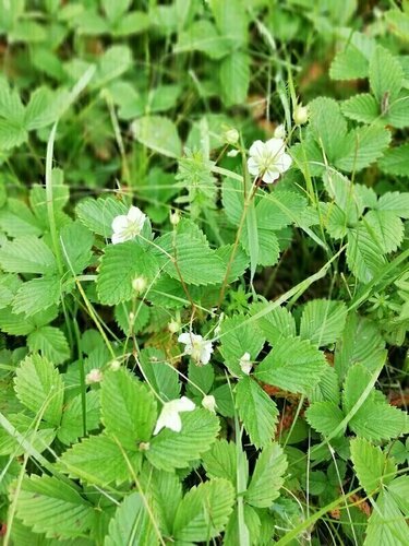 Коттедж у Оки  фото 9