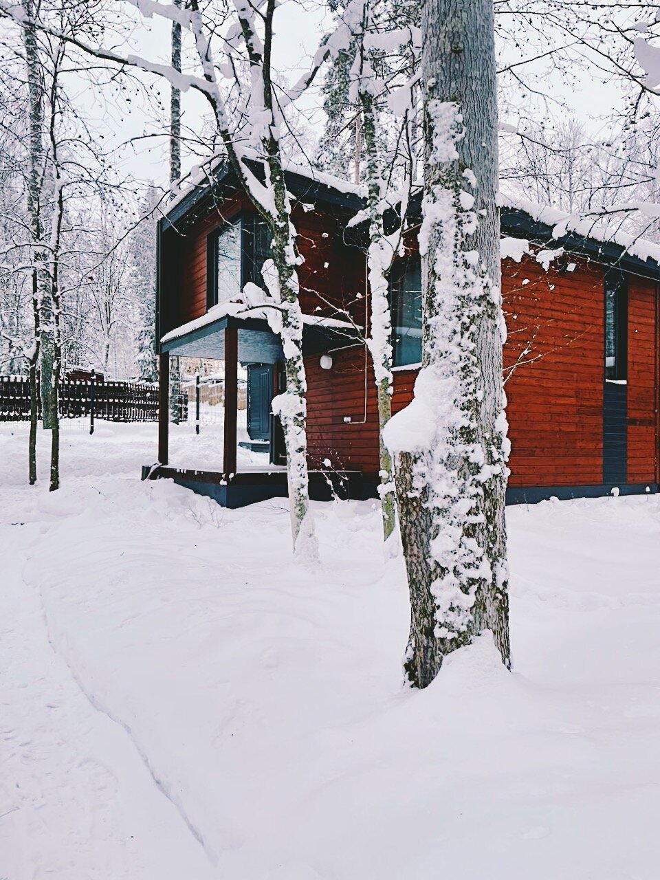 Фото Черника