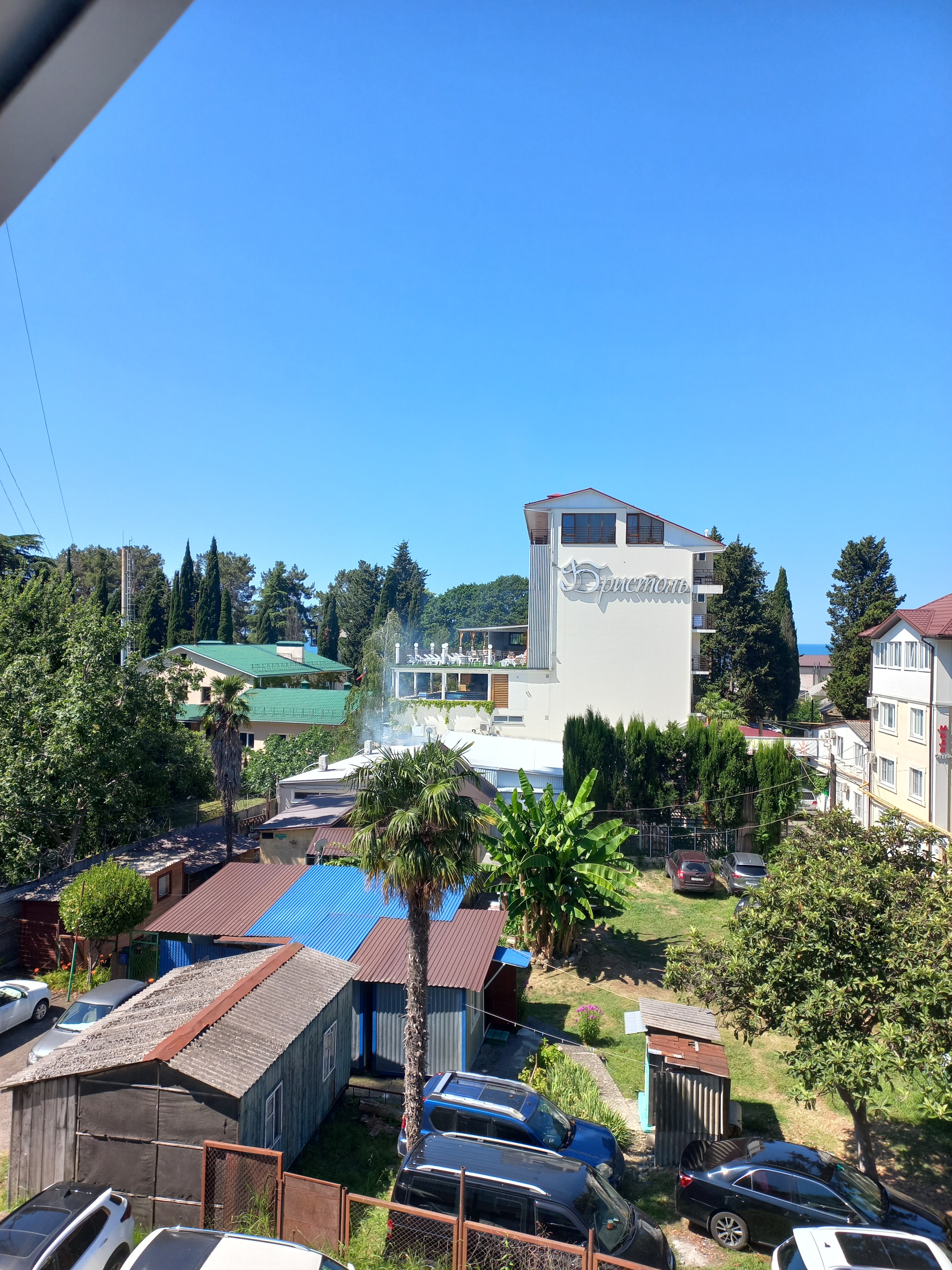 Фото Хризантема