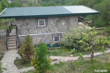 Фото Кипарис