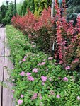 Green Haven (Mytischi, Kropotkinskiy proyezd, 2), centro de jardinería