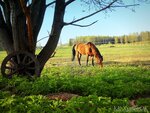 Хуторок (Sertolovo, Derevenskaya ulitsa, 11), horse riding