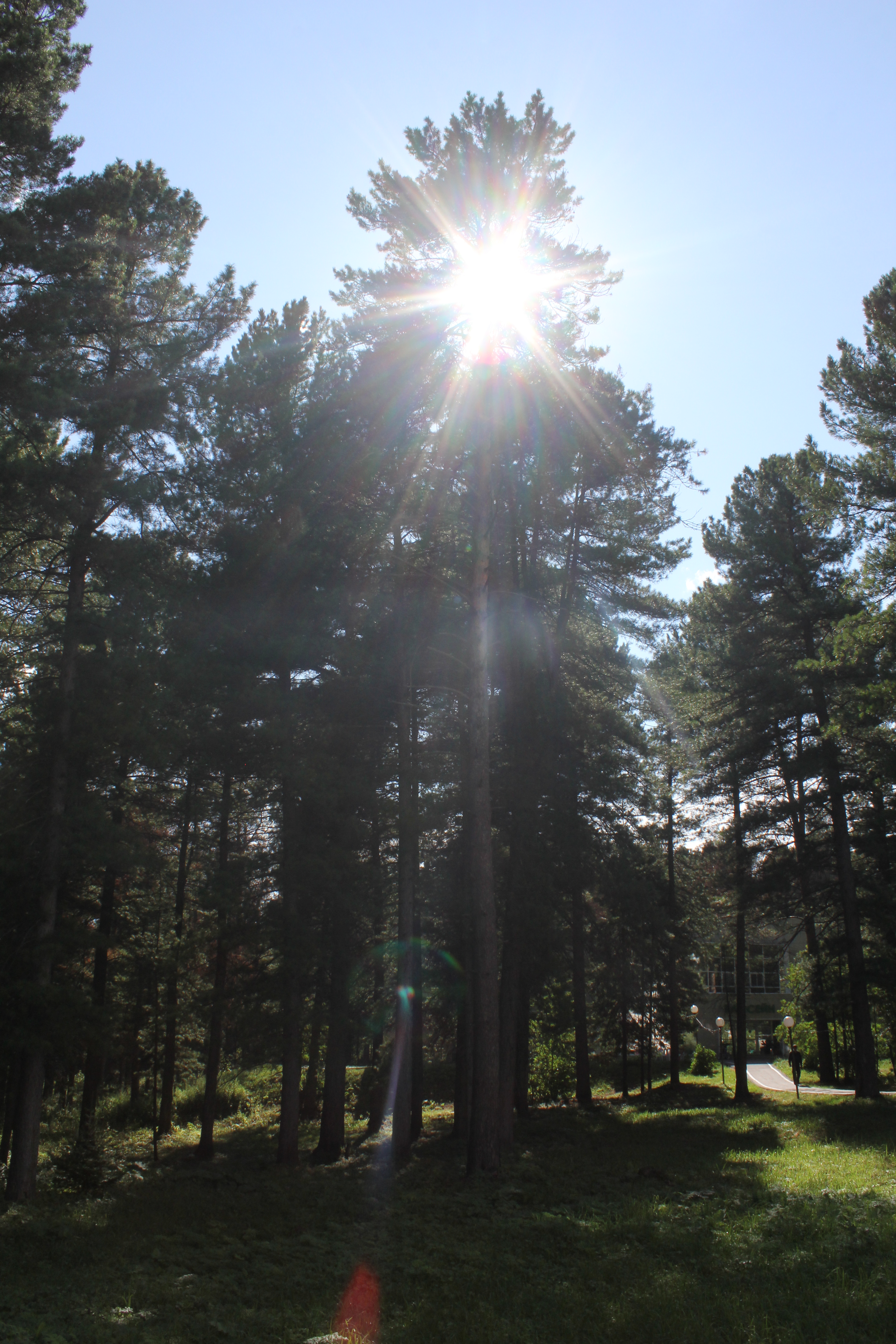 Фото Кедровый бор