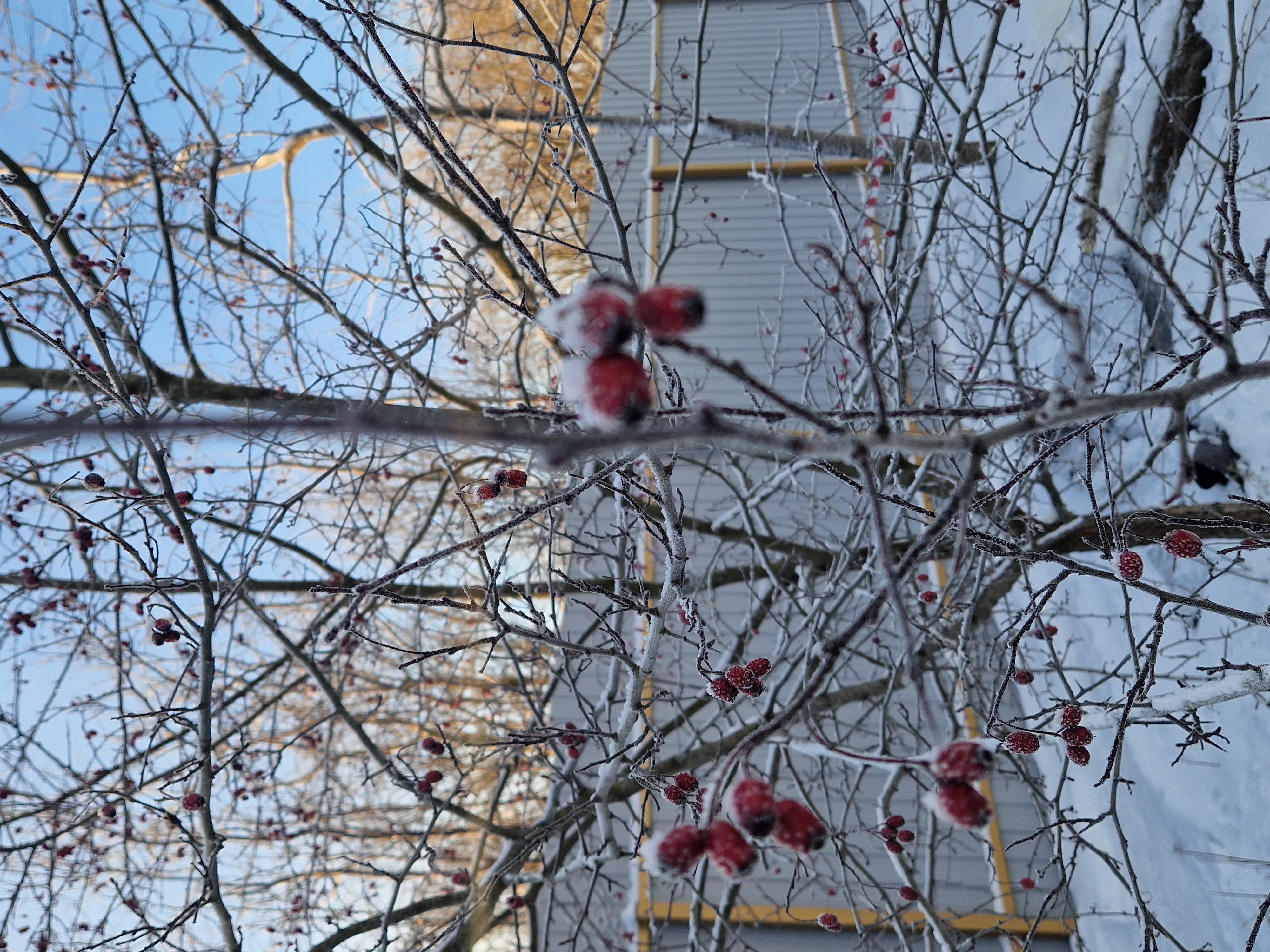 Фото Светлая роща