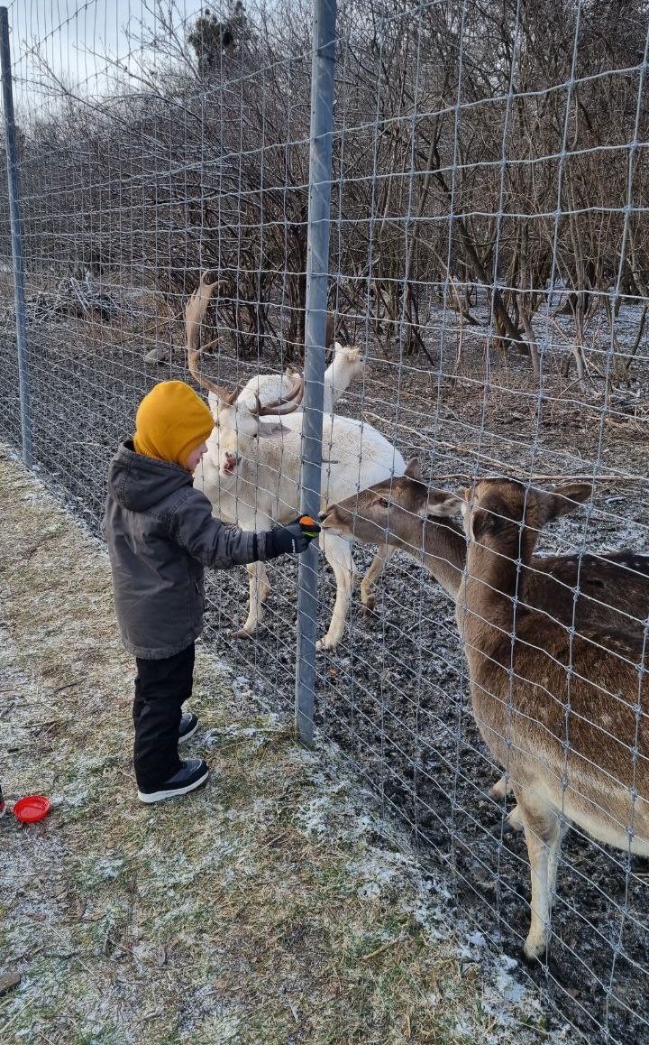 Фото Золотой дуб