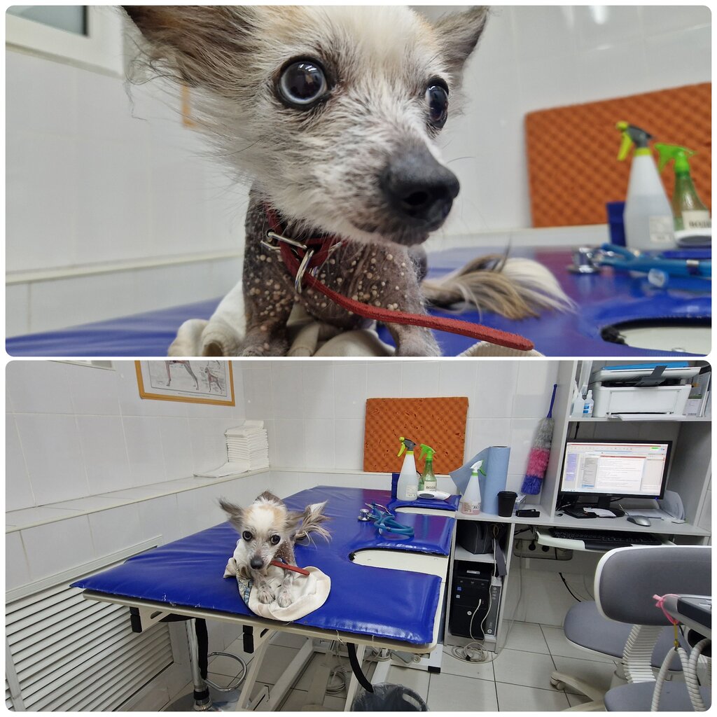 Veterinary clinic Slon, Krasnodar, photo