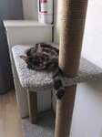 Kot-e (ulitsa 40-letiya Komsomola, 2Ак1), pet shop