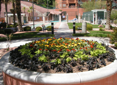 Фото Mojave Edge