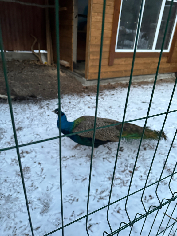 Фото Три Медведя