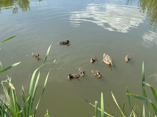 Тихий уголок — фото 3