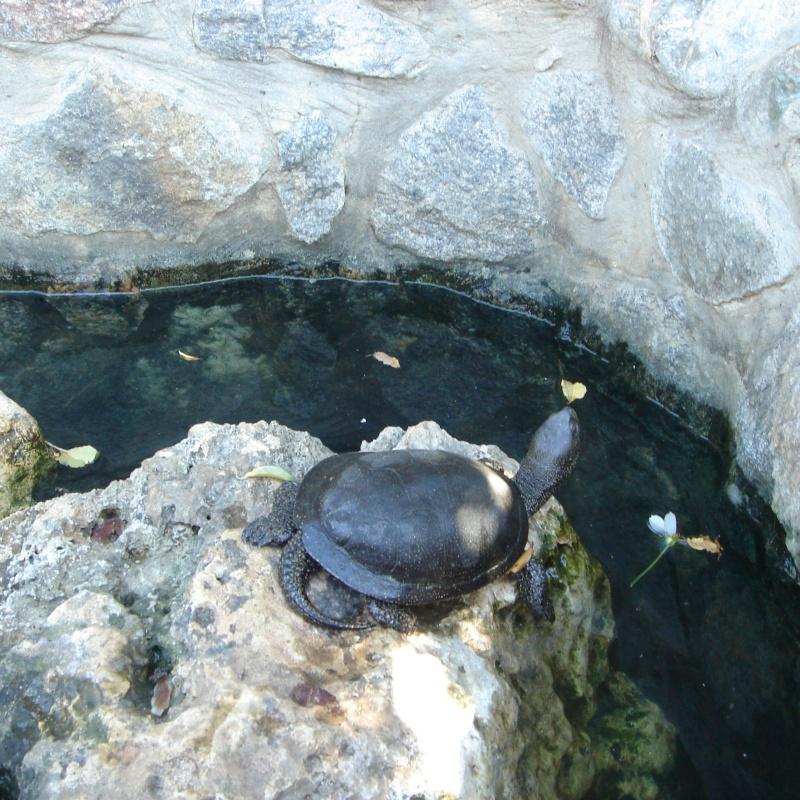 Фото Пансионат Крымские Дачи